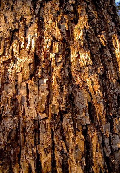 BarkofZenTree.jpg : As Recent As... : American artist digital invention archival artifact color print image emerging capture creative convergent transparency universe dream history painter Hybrid exhibition