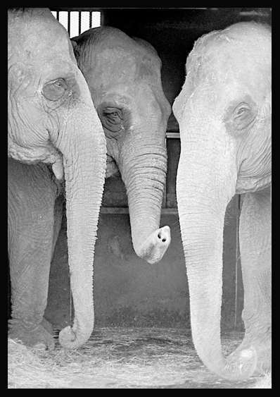 3elephants3.jpg : WildLife Of-Sorts : American artist digital invention archival artifact color print image emerging capture creative convergent transparency universe dream history painter Hybrid exhibition