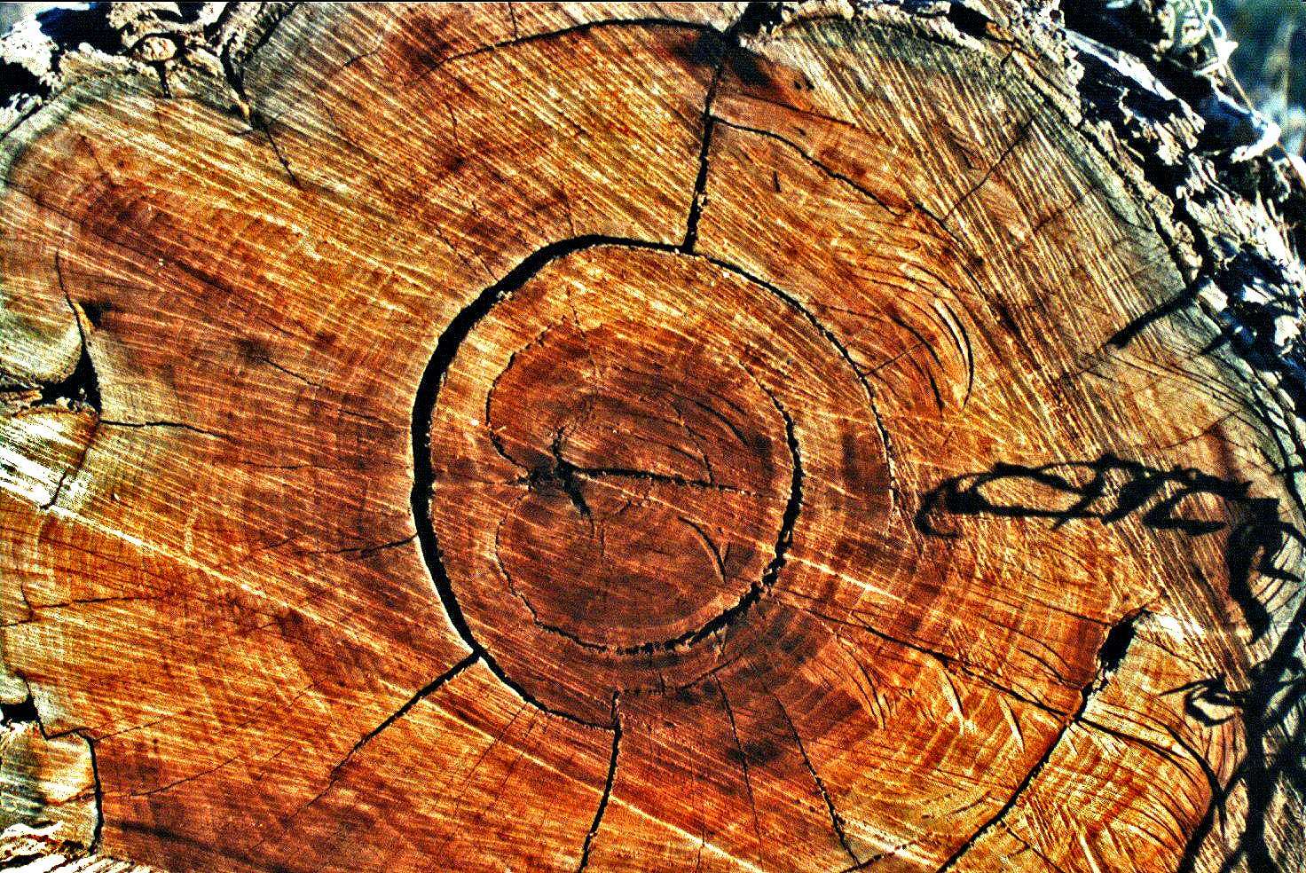 crosscut.tif : Nature Stuff : American artist digital invention archival artifact color print image emerging capture creative convergent transparency universe dream history painter Hybrid exhibition