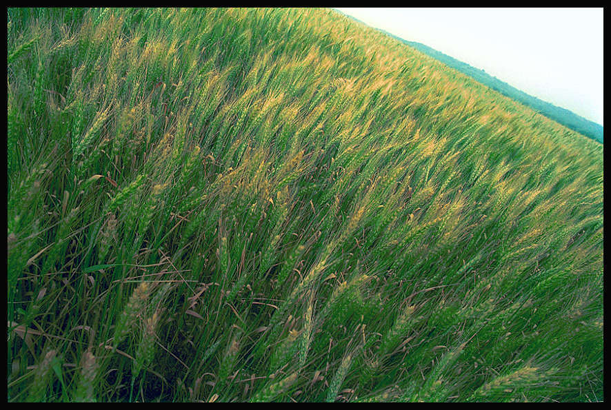 Crooked_Field.jpg : Nature Stuff : American artist digital invention archival artifact color print image emerging capture creative convergent transparency universe dream history painter Hybrid exhibition