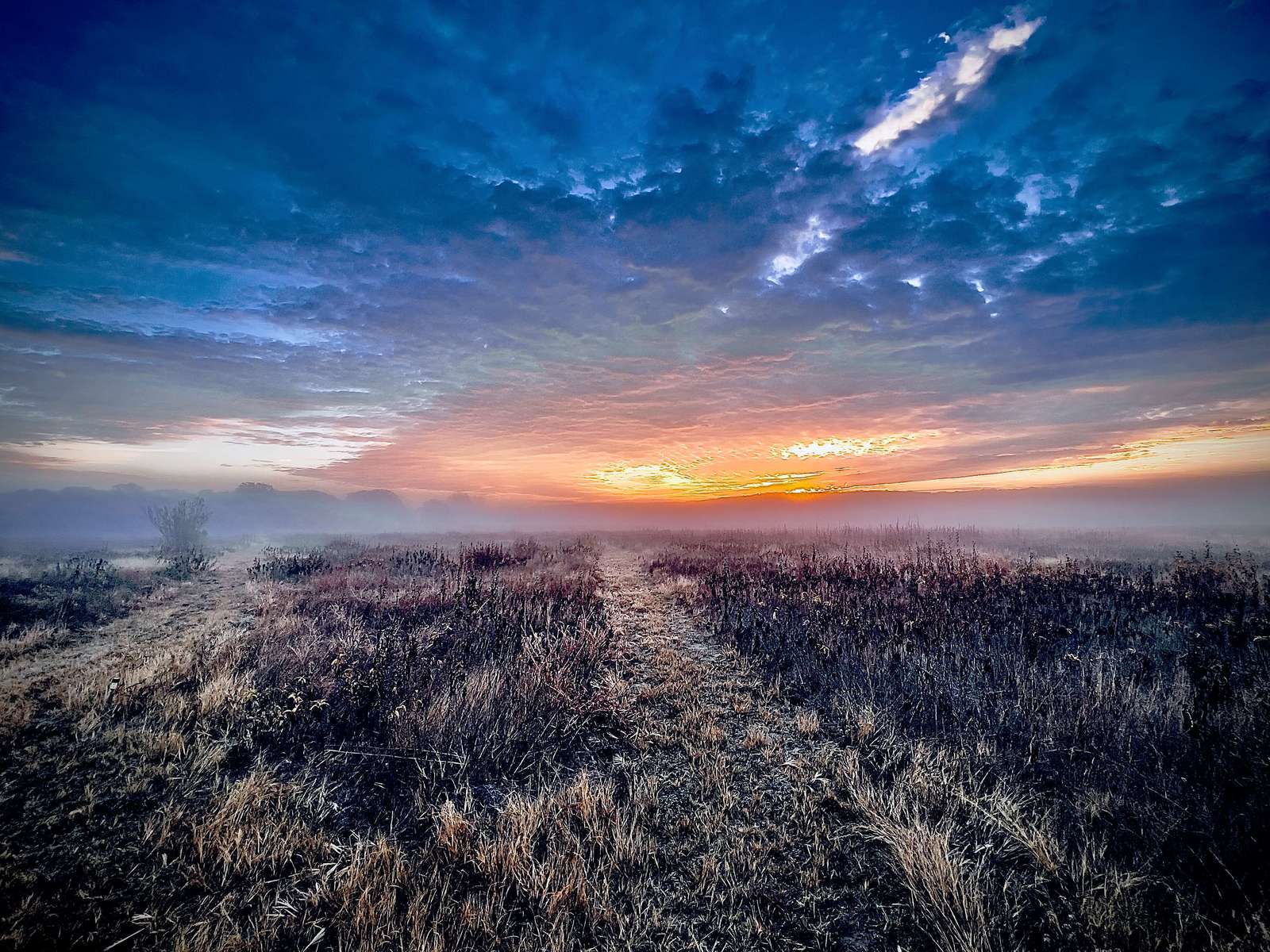  : New Nature : American artist digital invention archival artifact color print image emerging capture creative convergent transparency universe dream history painter Hybrid exhibition
