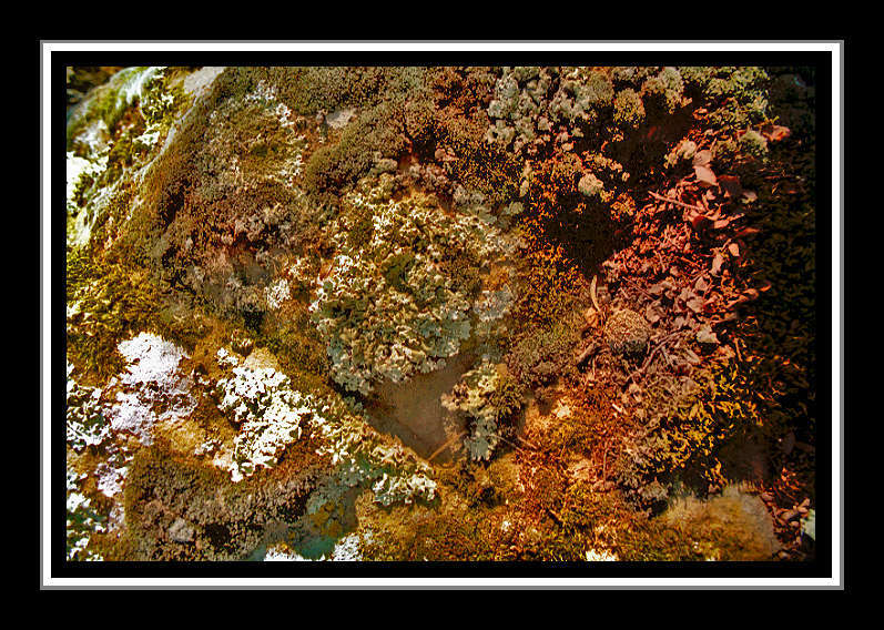 Rock_Zoo_.jpg : Nature Stuff : American artist digital invention archival artifact color print image emerging capture creative convergent transparency universe dream history painter Hybrid exhibition