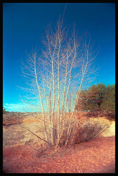 Tree_Without_Leaves.jpg