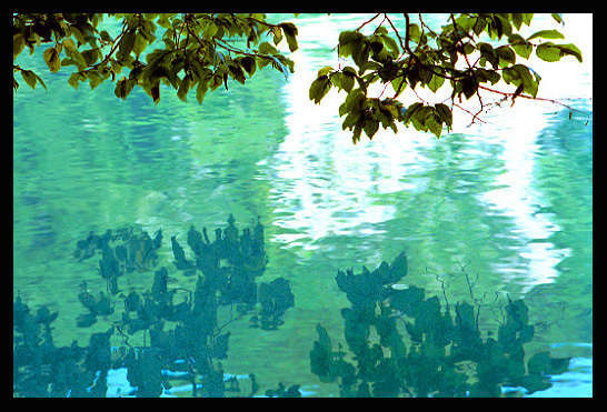 reflectingleaves.jpg : Nature Stuff : American artist digital invention archival artifact color print image emerging capture creative convergent transparency universe dream history painter Hybrid exhibition