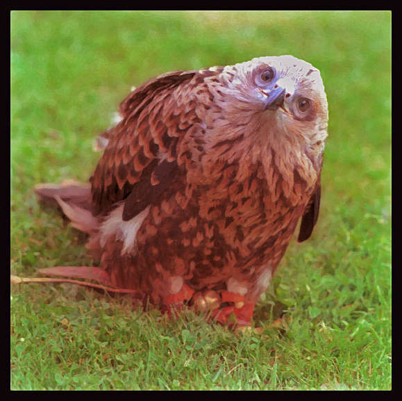 Curious_Falcon.jpg : WildLife Of-Sorts : American artist digital invention archival artifact color print image emerging capture creative convergent transparency universe dream history painter Hybrid exhibition