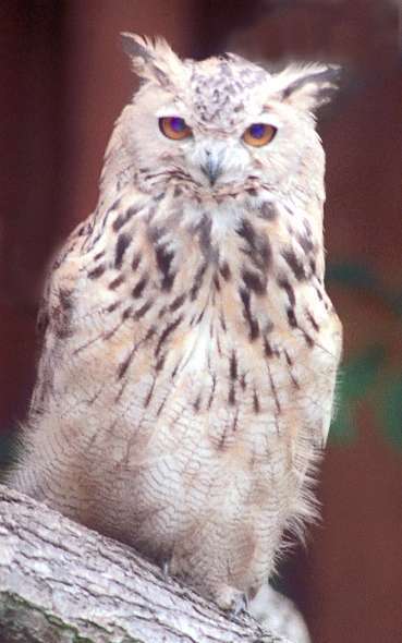 Owl copy.png : WildLife Of-Sorts : American artist digital invention archival artifact color print image emerging capture creative convergent transparency universe dream history painter Hybrid exhibition