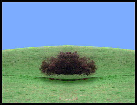 SpiritTree.jpg