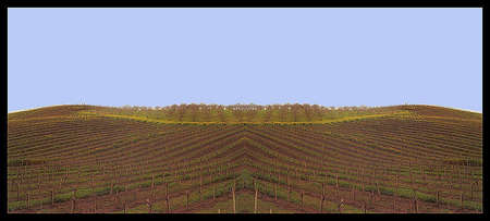 vinyardandorchard1x2b.jpg